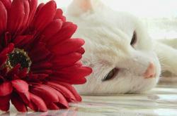 英雄联盟总决赛赛程-解码巴尔韦德，大场面先生的战术密码与巴萨的沙特压制术