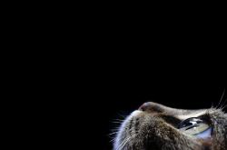 -铜墙铁壁锁浙江，拉文一剑封喉定乾坤—解析吉林队制胜方程式