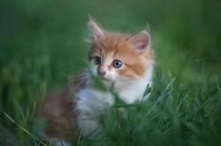 英雄联盟总决赛时间-无声的征服，当加泰罗尼亚的传控棋局，围猎潘帕斯的孤胆游侠