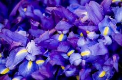 英雄联盟总决赛门票-班凯罗全场砍下42分，一己之力击溃步行者防线