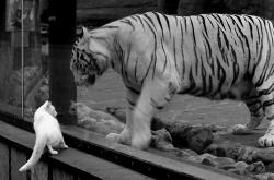 英雄联盟总决赛直播-德罗赞封神夜！末节17分导演逆转，黄蜂撕碎雷霆迎关键一胜