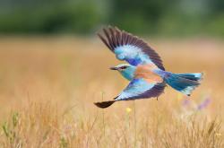 LOL赛事-中场引擎的全景爆炸，当特奥点燃体系，冰岛用绝杀书写北欧风暴