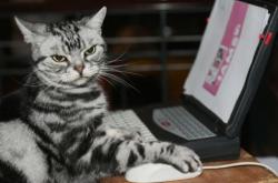 英雄联盟总决赛赛程-新大陆的冰山，当美国队的地缘自信遇见奥斯梅恩的火山爆发