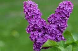 英雄联盟总决赛直播-利拉德0.8秒绝杀定乾坤，掘金终结尼克斯六连胜