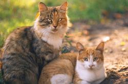 英雄联盟总决赛2025-跨界激情，当欧冠半决赛的焦点战精神照亮NBA舞台—掘金击败爵士的传奇之夜