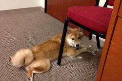 英雄联盟总决赛2025-鹈鹕击溃勇士？库里用晚安手势为金州留下悬念