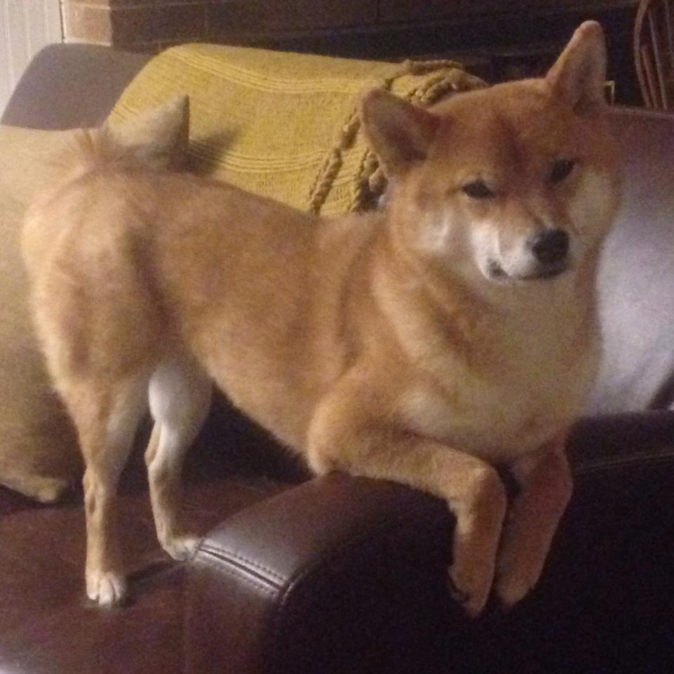 幽灵莫兰特,撕裂黄蜂防线的虚拟救世主