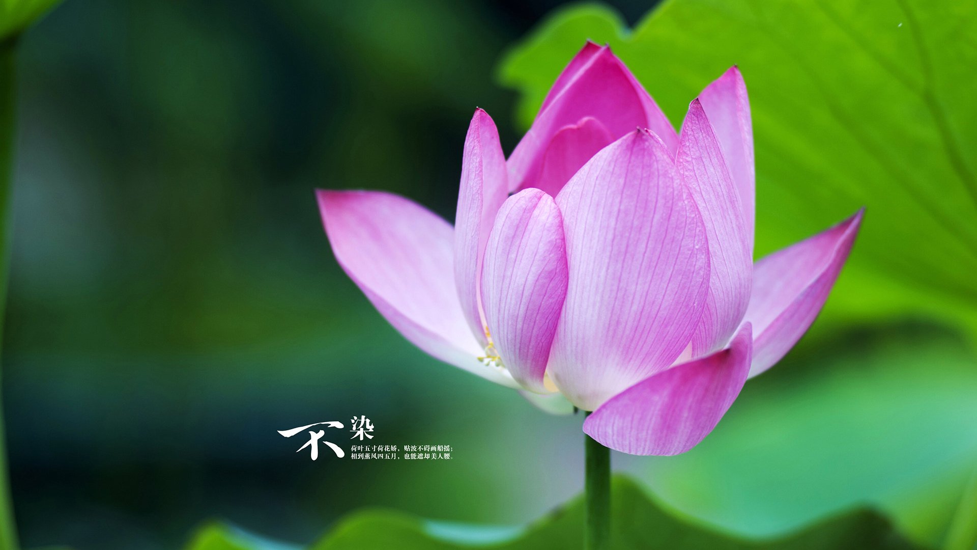 班凯罗全场砍下42分，一己之力击溃步行者防线