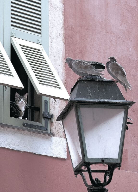 巅峰对决！霍勒迪补时极限三分绝杀，助掘金险胜北京，全场最佳无争议