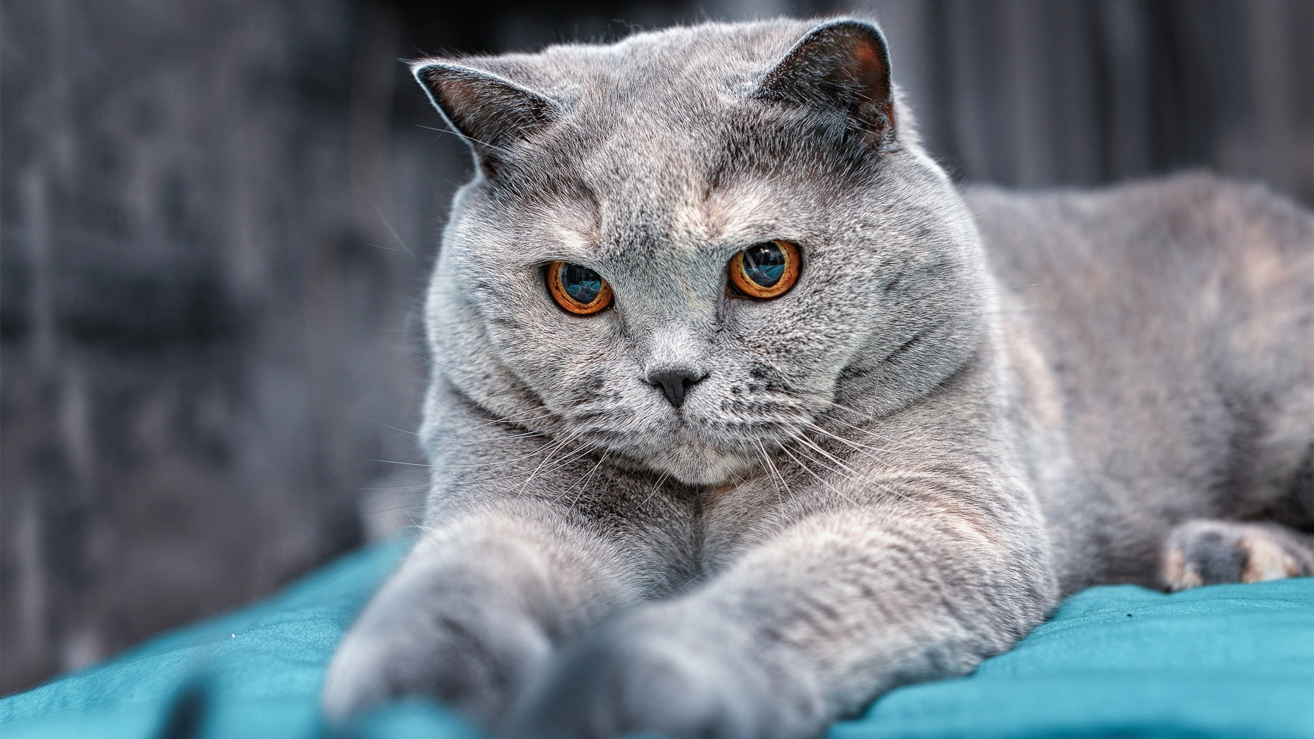 双重战场的统治力,从伯纳乌到斯台普斯,看何为真正的压制