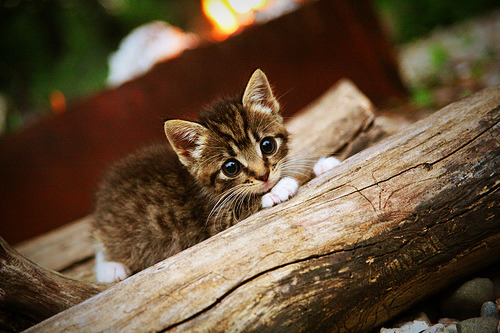 夜色中的王者,帕尔默在F1街道赛的压制级演绎