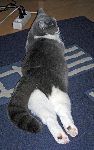 詹姆斯压制级发挥引爆对决,深圳队力克新疆队夺关键胜利