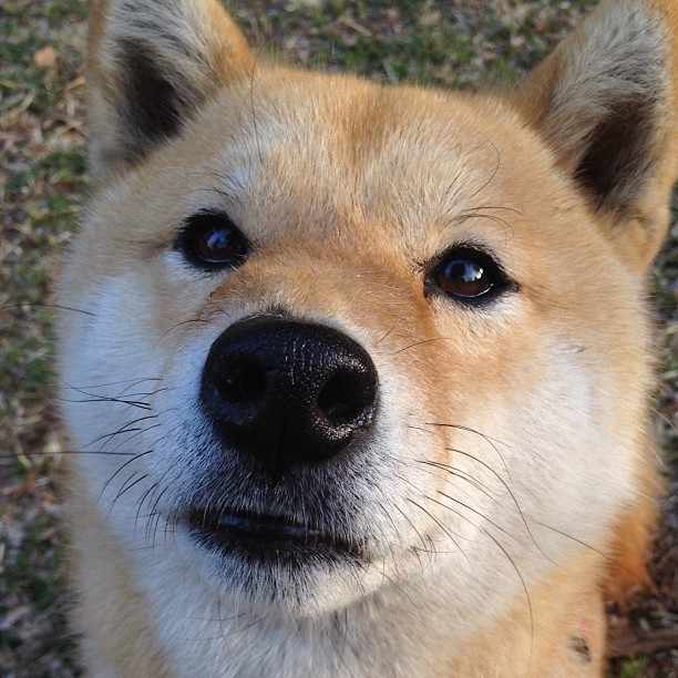 布伦森得分狂潮,总决赛之夜拉开差距