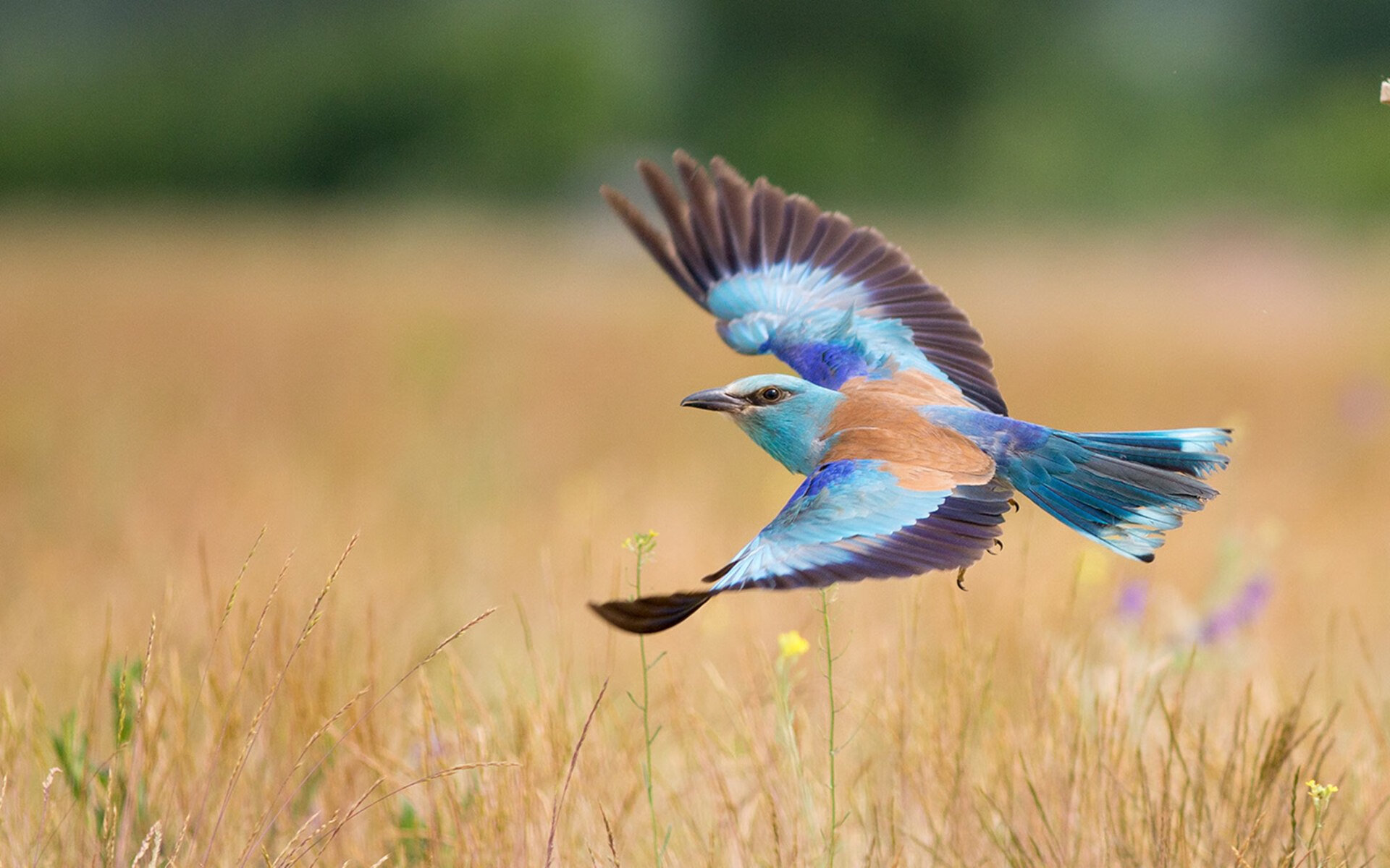 中场引擎的全景爆炸，当特奥点燃体系，冰岛用绝杀书写北欧风暴