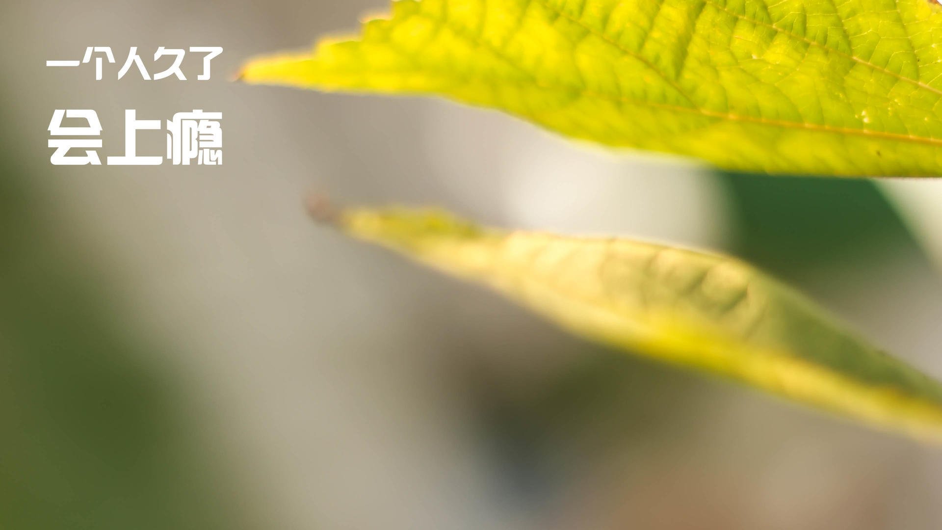 爵士乐未终章，雷鸣已至，哈利伯顿，专为大场面而生的冷血指挥官