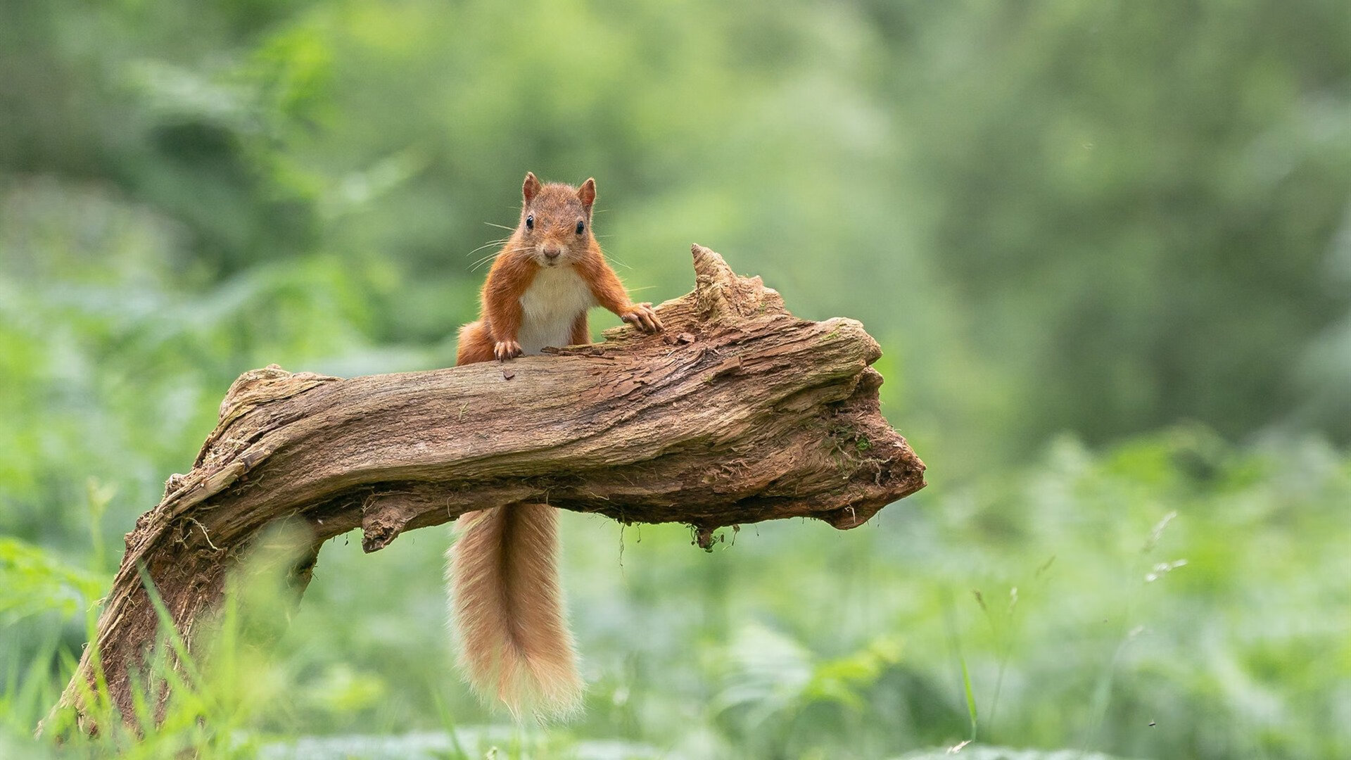 新大陆的冰山，当美国队的地缘自信遇见奥斯梅恩的火山爆发