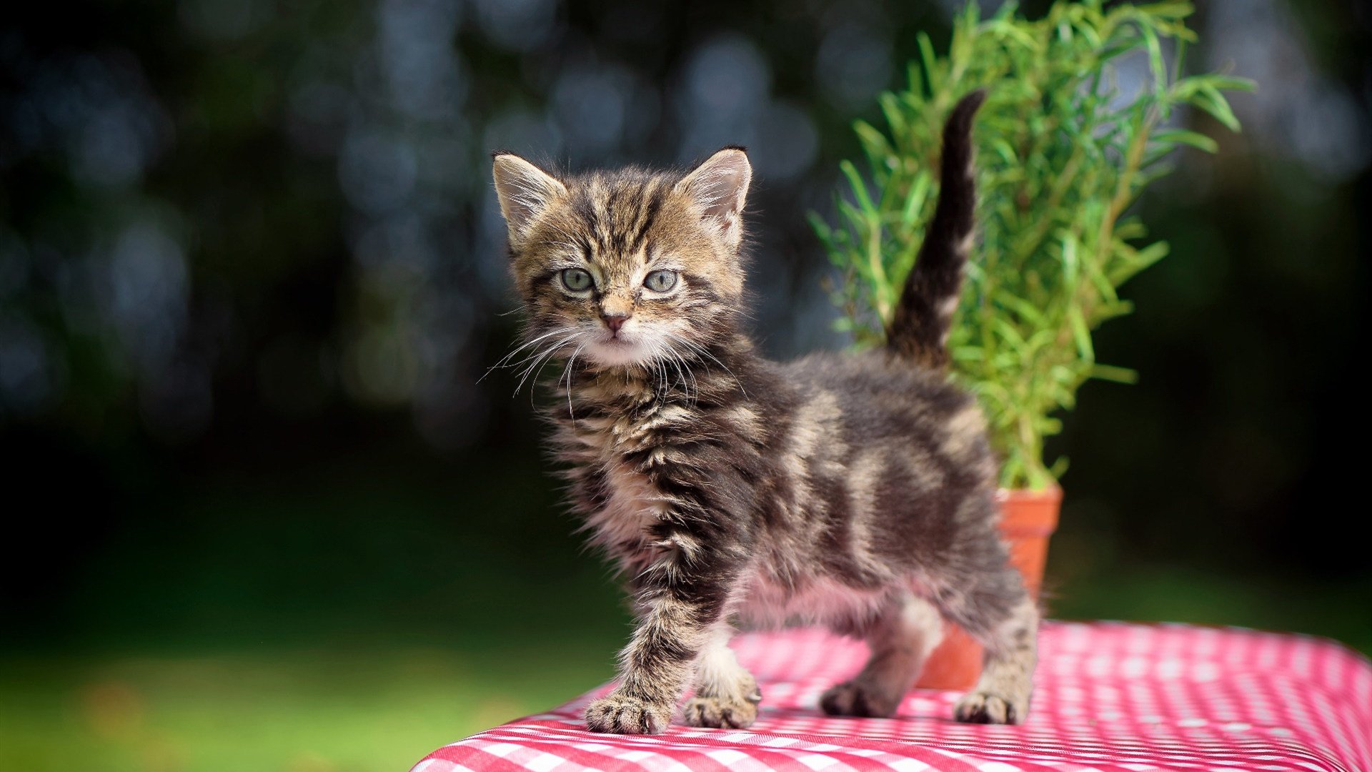 德比的唯一性，塞维利亚在抢七生死战中粉碎贝蒂斯