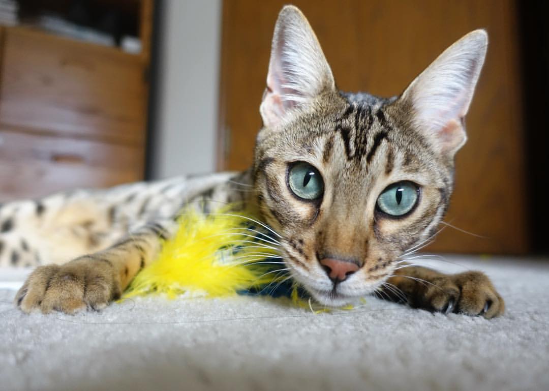 当圣西罗的蓝黑条纹遇见蔚蓝海岸，一场被维尼修斯改写的慈善奇缘