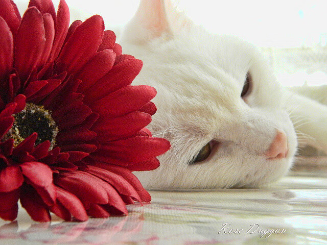 当智慧战胜算法，恩佐在尼斯赛场击穿德意志钢铁机器的哲学课