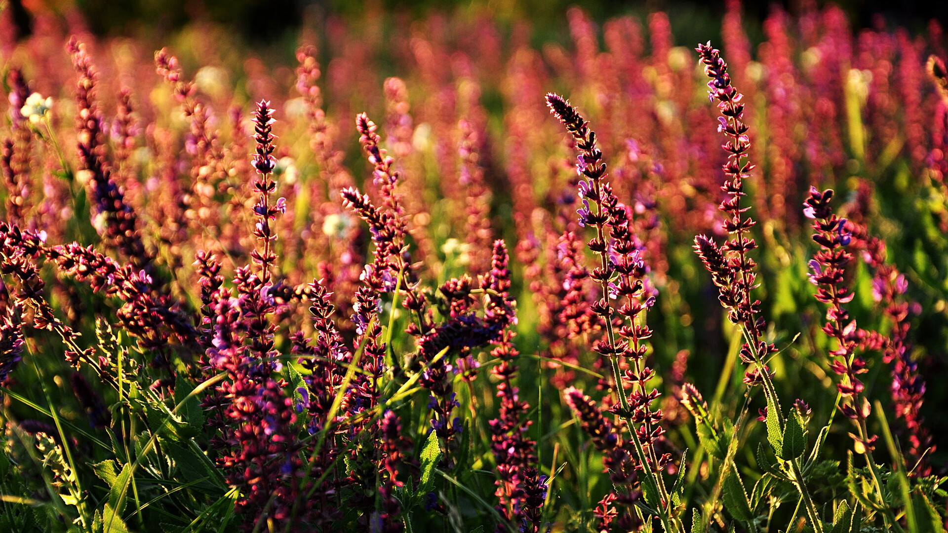 绿茵无国界，当韩国风暴席卷安哥拉，蒂亚戈的火焰为何照亮所有人