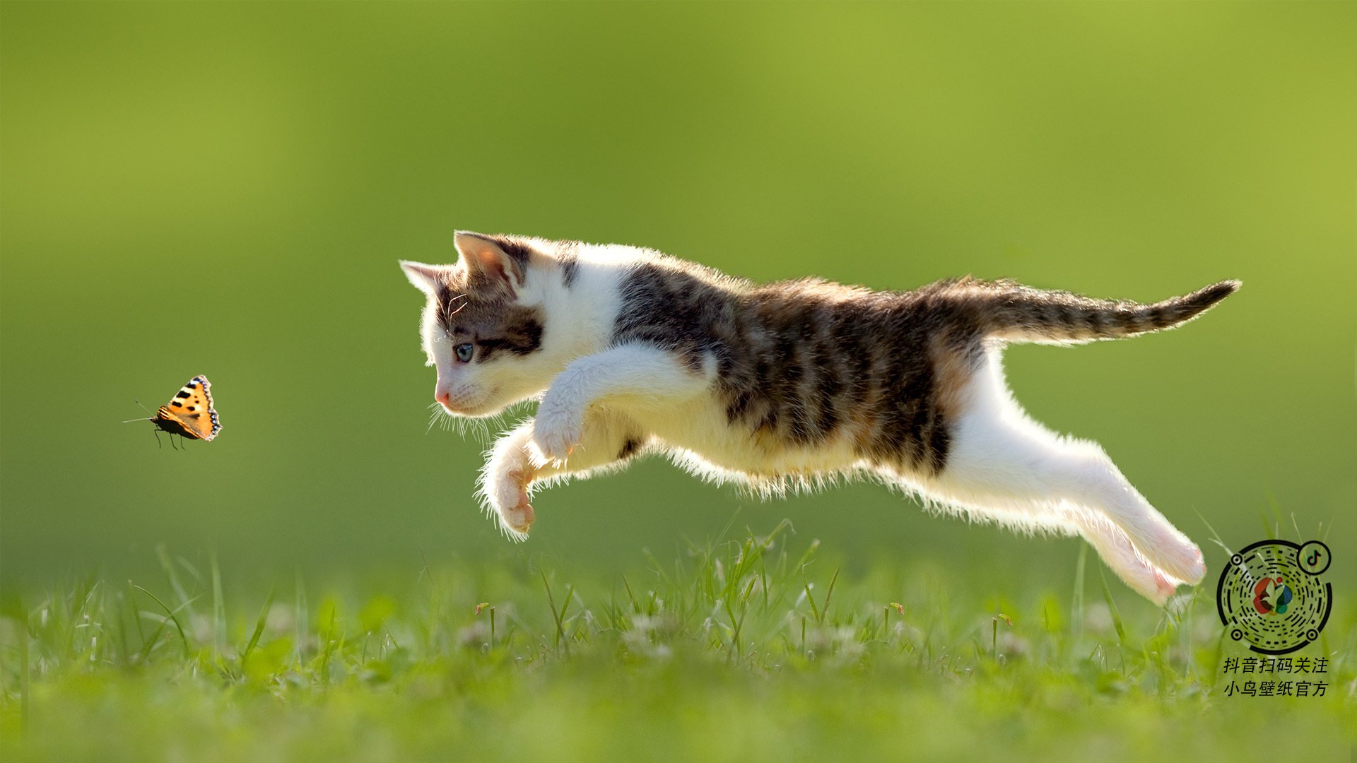 撕裂休斯顿防线！猛龙客场冲垮火箭，武切维奇全能战神统治攻防