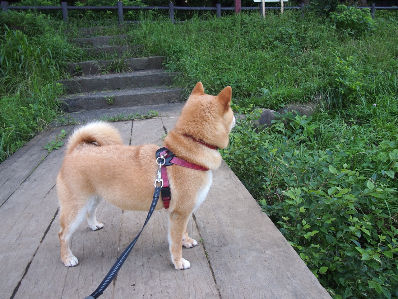 跨联赛双雄，巴拉圭之星制霸尼斯，帕尔默在意甲焦点战中上演降维打击