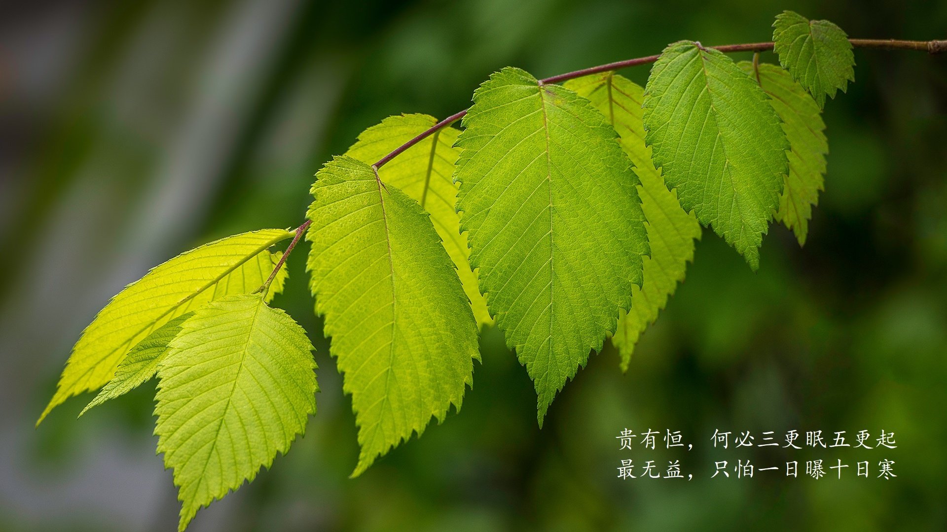沙漠风暴中的蓝白旗帜,佩德里用一场手术刀级表演,为乌拉圭切开2026世界杯八强之路