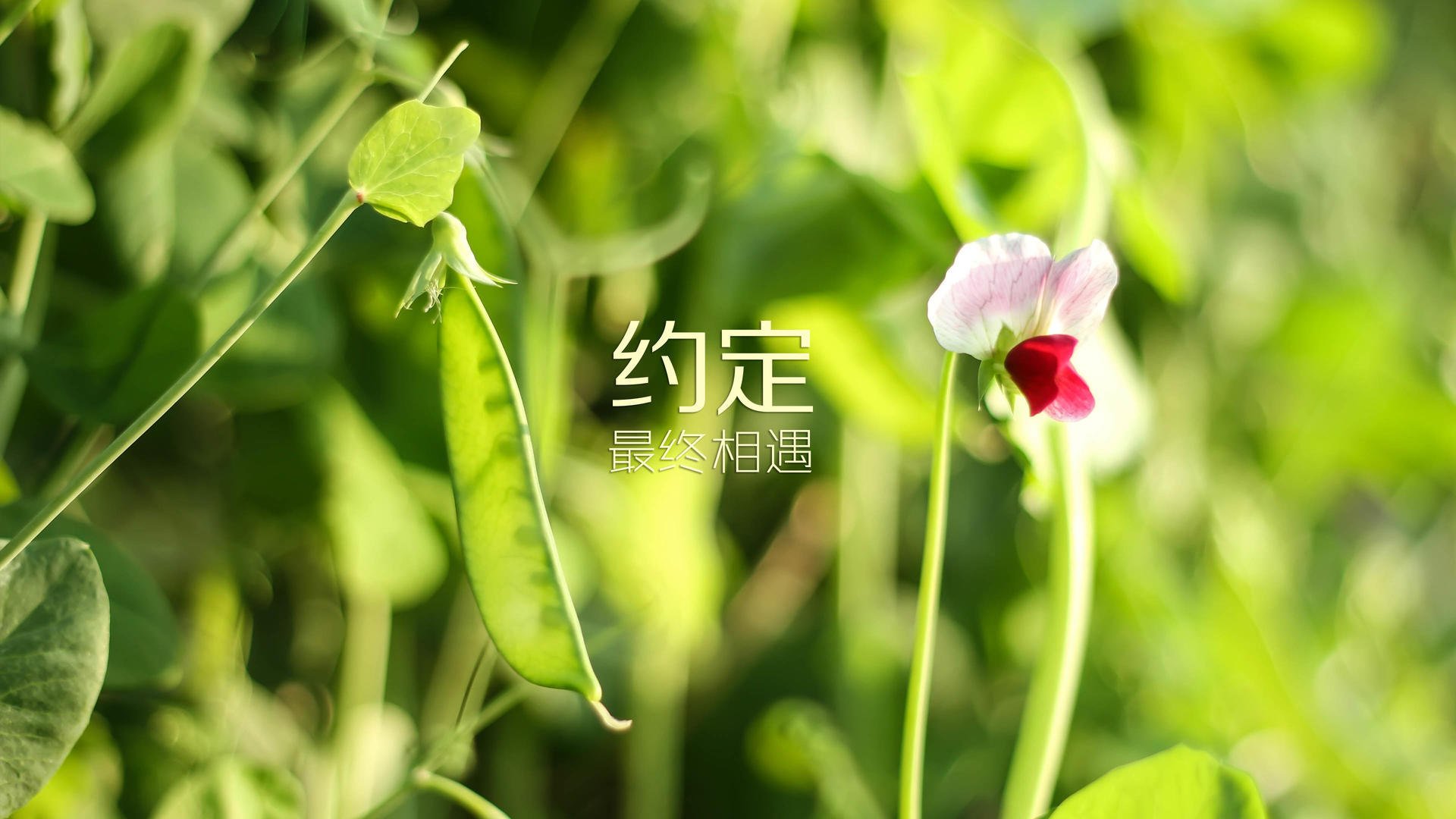 唯一之役,2026世界杯F组,当范戴克的火焰点燃葡萄牙与加拿大的宿命对决